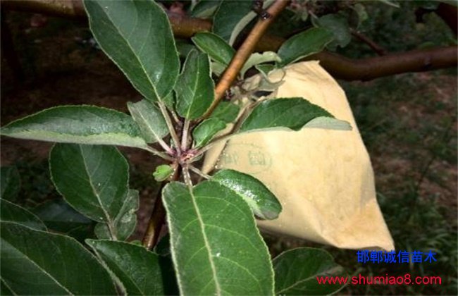 蘋果套袋時間和方法