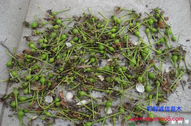 梨樹如何進(jìn)行疏花疏果?