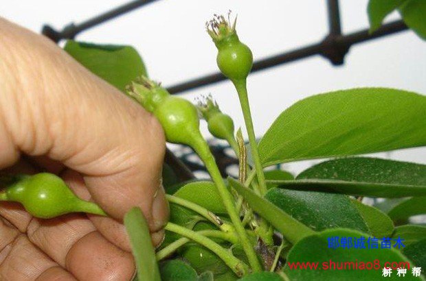 梨樹如何進(jìn)行疏花疏果?