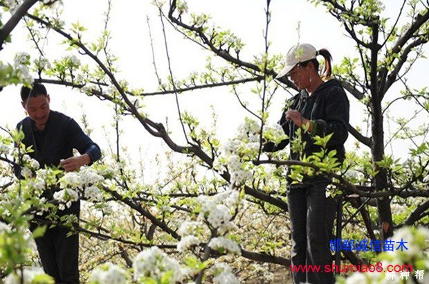 梨樹如何進(jìn)行疏花疏果?