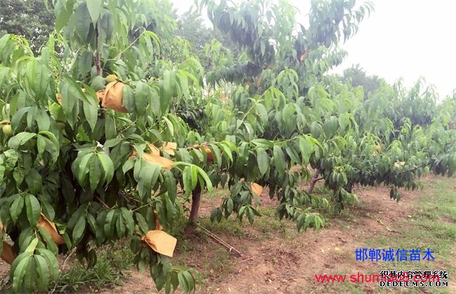 桃樹(shù)怎么套袋
