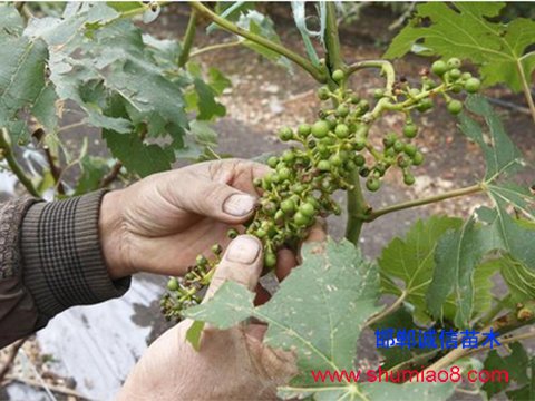 受冰雹災害的葡萄