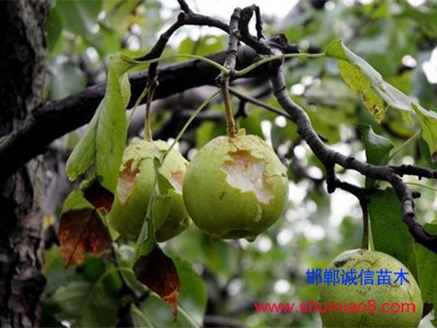 受冰雹災害的梨樹果實