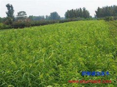 成安1公分桃苗批發