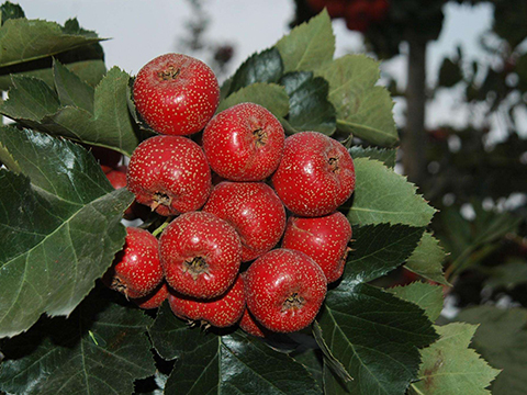 山楂樹苗結果狀態