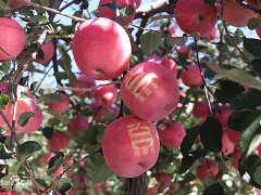 煙富8（神富一號）