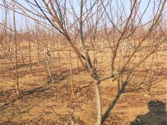邯鄲3公分桃樹苗批發 