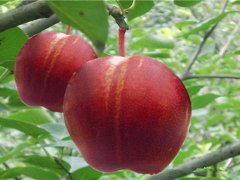 早酥紅梨