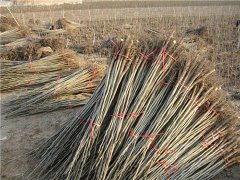 邯鄲2公分核桃苗批發