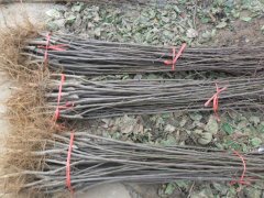 邯鄲蘋果苗批發(fā)