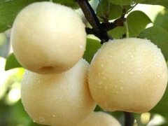 邯鄲梨樹苗批發(fā)