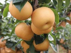 邯鄲2公分梨樹苗供應(yīng)