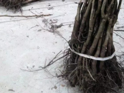 核桃苗多少錢一株