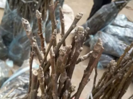 核桃苗多少錢一株