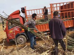 邯鄲3公分核桃苗供應(yīng)