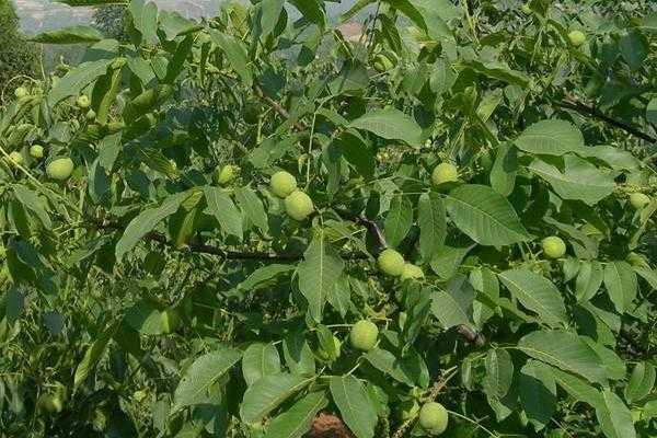 五畝核桃一年收入多少,附核桃種植條件(適宜的地區)